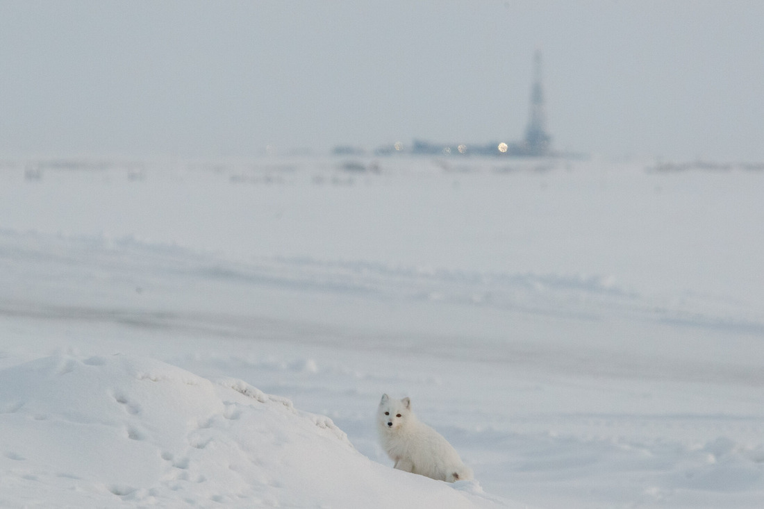 В «Газпром добыча Надым» понимают, что суровая Арктика очень уязвима
