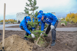 Одной из последних экологических акций сезона стала посадка деревьев в новом сквере города Надыма.