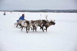 Традиционно трасса для гонок на оленьих упряжках в Надыме проложена по замерзшему озеру Янтарному