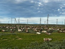 В общей сложности по территории Бованенковского месторождения прошло десять тысяч северных оленей