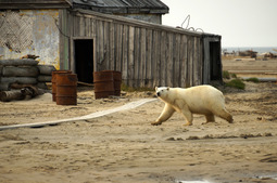 После экологической очистки остров Вилькицкого останется хозяевам Арктики в первозданном виде