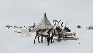 Семья Худи ведет кочевой образ жизни в Тамбейской тундре