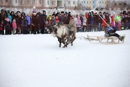 Гонки на оленьих упряжках — самое зрелищное соревнование на Дне оленевода