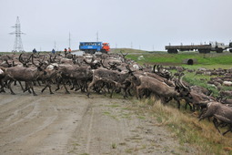 В 2021 порядка семи тысяч оленей прошли по территории Бованенковского месторождения