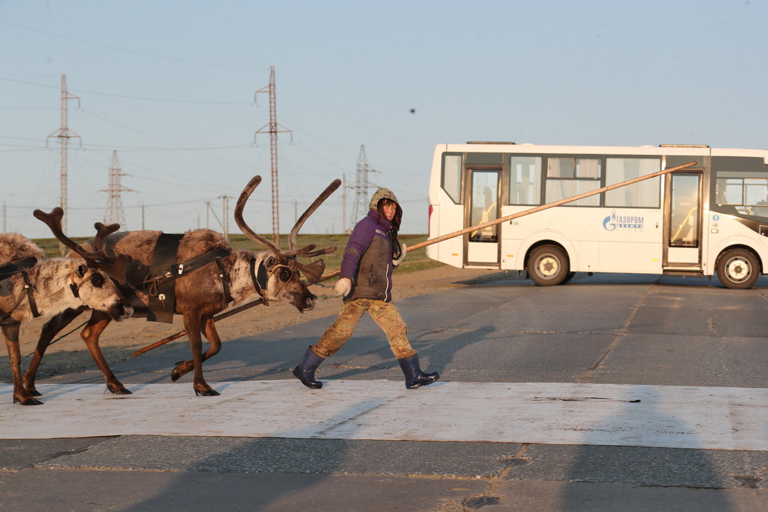 На дорогах БНГКМ останавливают движение, чтобы тундровики, аргиши и олени могли спокойно их перейти