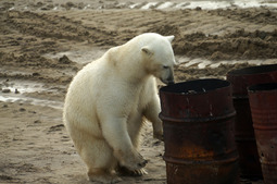 На острове Вилькицкого в Карском море обитают белые медведи