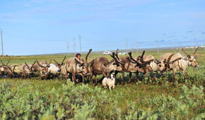 Переход оленьего стада через Бованенковское месторождение