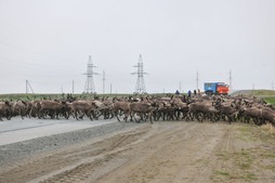 Переход оленей через Бованенковское месторождение