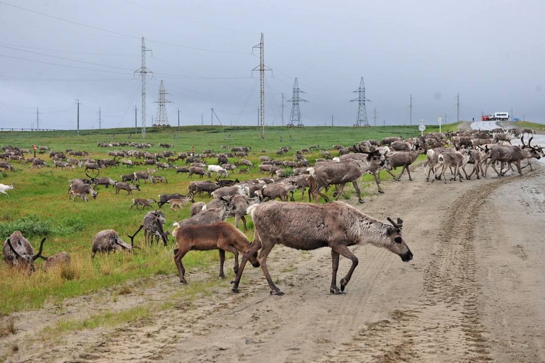 В периоды каслания через Бованенковское месторождение проходят свыше 7 тысяч оленей