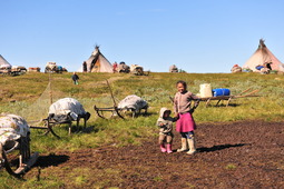 Оленеводы готовятся к касланию на пастбища вблизи Карского моря