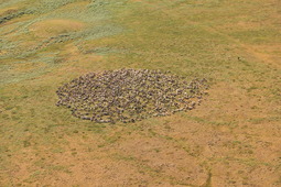 В одном стаде оленей — несколько сотен голов