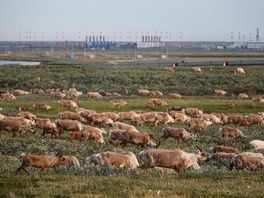 Северные олени в районе газового промысла № 1 Бованенковского месторождения